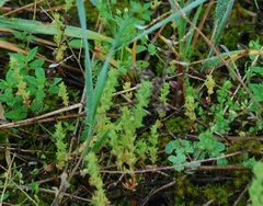 Veronica verna