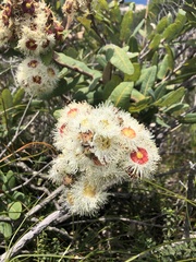 Angophora hispida
