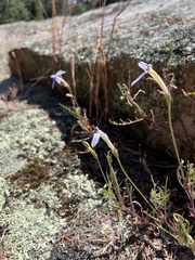 Lithotoma axillaris
