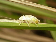 Ellipsidion humerale