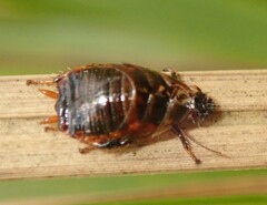 Ellipsidion humerale