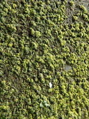 Flavoplaca