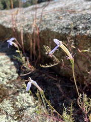 Lithotoma axillaris