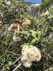 Angophora hispida