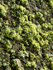 Flavoplaca