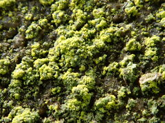 Flavoplaca