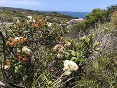 Angophora hispida