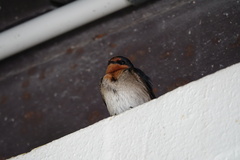 Hirundo neoxena carteri