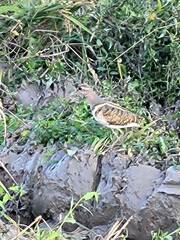 Rostratula benghalensis