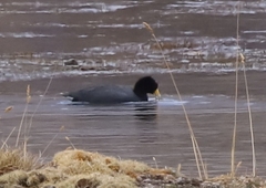 Fulica ardesiaca