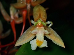 Coelogyne