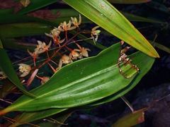 Coelogyne