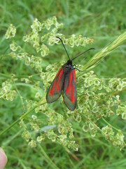 Zygaena osterodensis