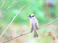 Pycnonotus sinensis formosae