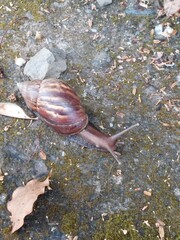 Lissachatina fulica