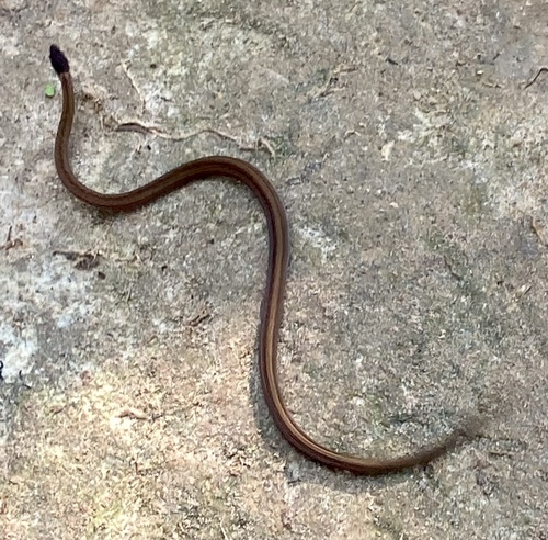 Photo of a Pale-headed Forest Snake (Buhoma depressiceps)