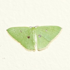 Comostola leucomerata