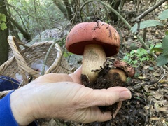 Rubroboletus lupinus