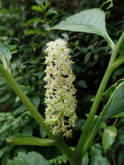 Phytolacca japonica