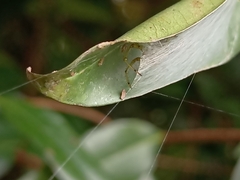 Bijoaraneus mitificus