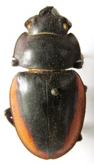 Odontolabis cuvera salvazae