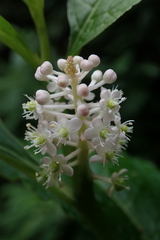 Phytolacca japonica