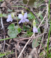 Viola reichenbachiana