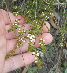 Micromyrtus