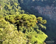 Araucaria angustifolia