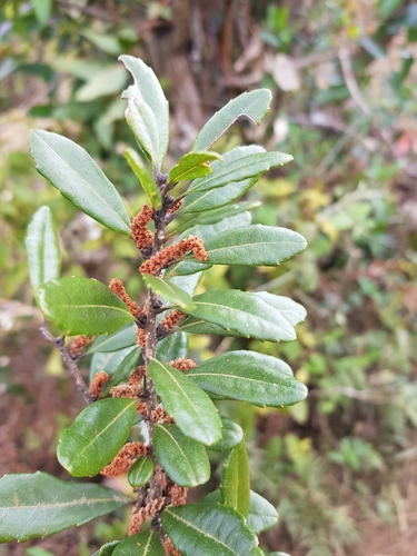 Morella dentulata