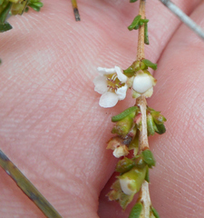 Micromyrtus