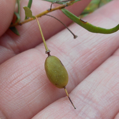Persoonia nutans