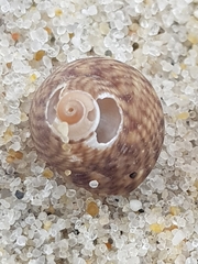 Steromphala umbilicalis