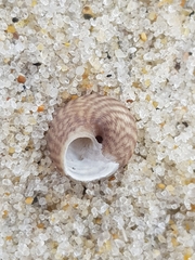 Steromphala umbilicalis