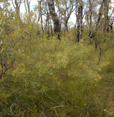 Persoonia nutans
