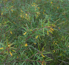 Persoonia nutans