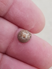 Steromphala umbilicalis