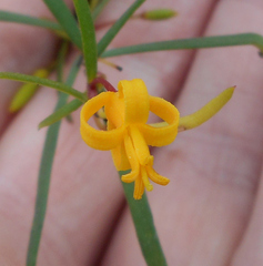 Persoonia nutans