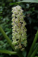 Phytolacca japonica