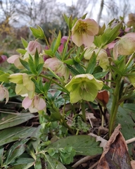 Helleborus orientalis