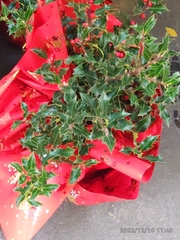 Ilex aquifolium
