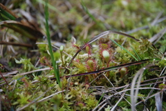 Drosera × obovata