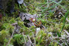 Drosera × obovata