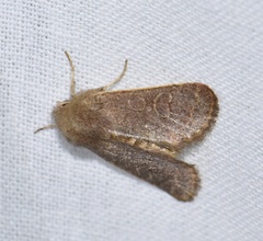 Dioszeghyana schmidtii