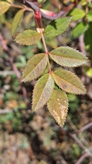 Rosa canina