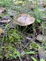 Suillus mediterraneensis