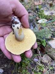 Suillus mediterraneensis