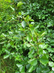 Crataegus flabellata