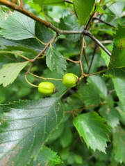 Crataegus flabellata
