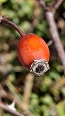 Rosa canina